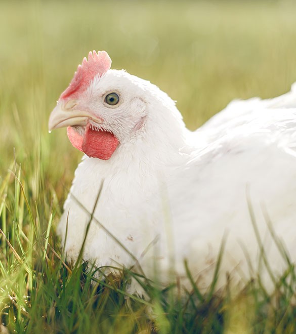 Organic chicken sits in the grass at Rossdown